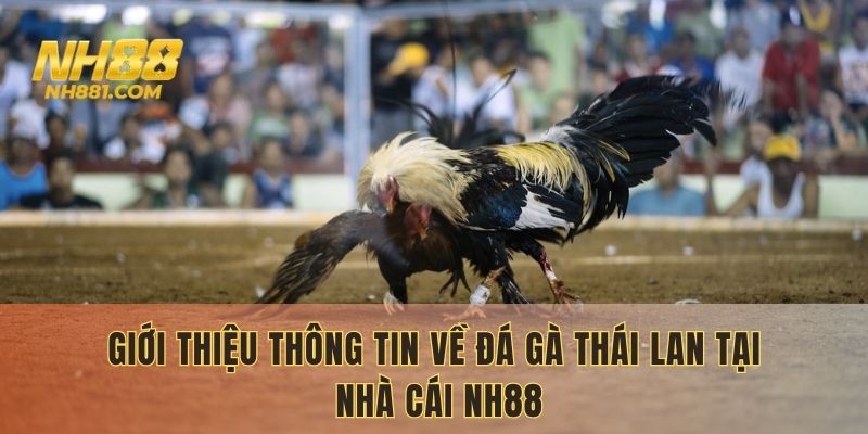 Giới thiệu thông tin về đá gà Thái Lan tại nhà cái NH88